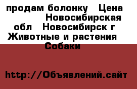 продам болонку › Цена ­ 10 000 - Новосибирская обл., Новосибирск г. Животные и растения » Собаки   